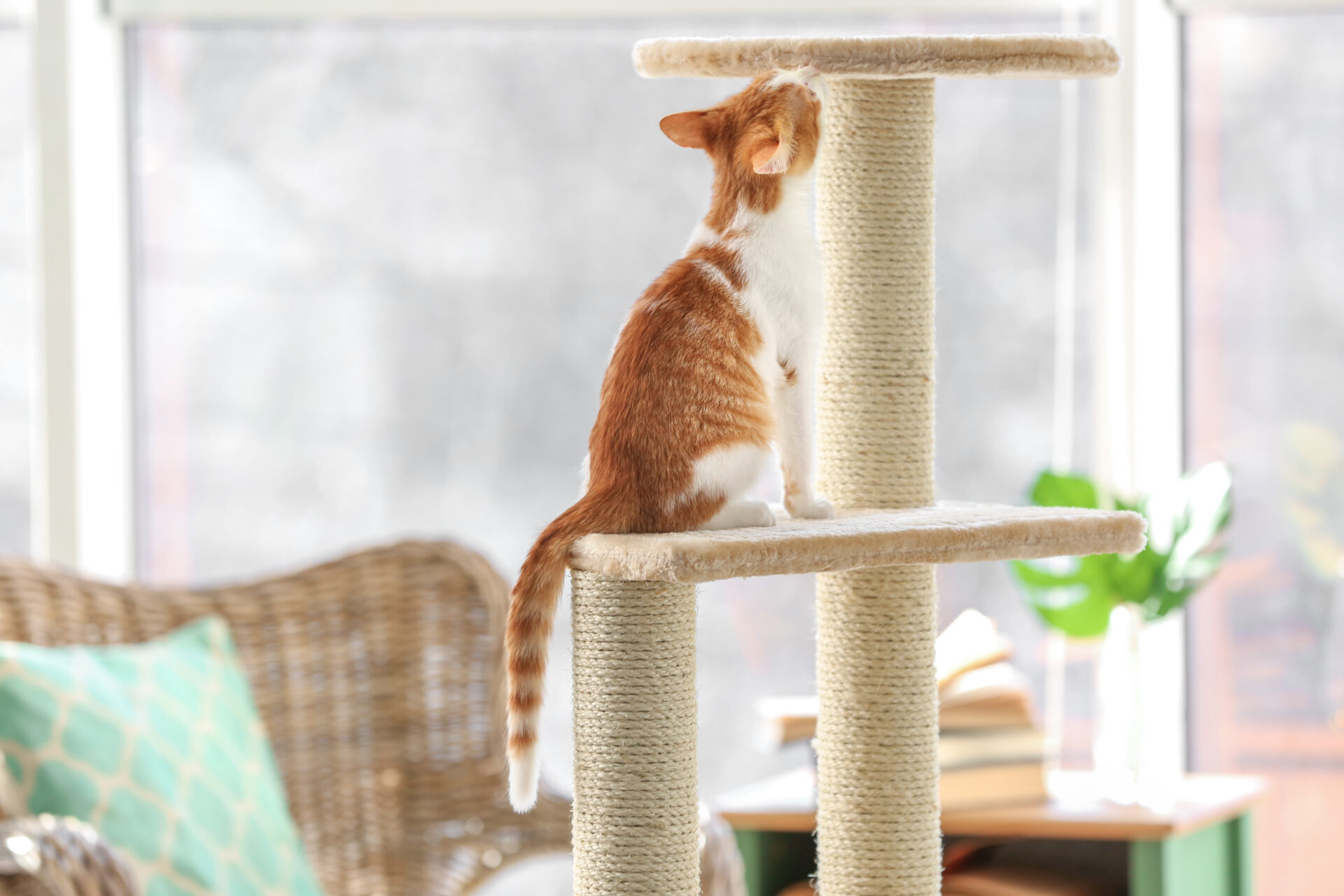 Cat on a cat tower to prevent damaging to window blinds. Wholesale Blind Factory
