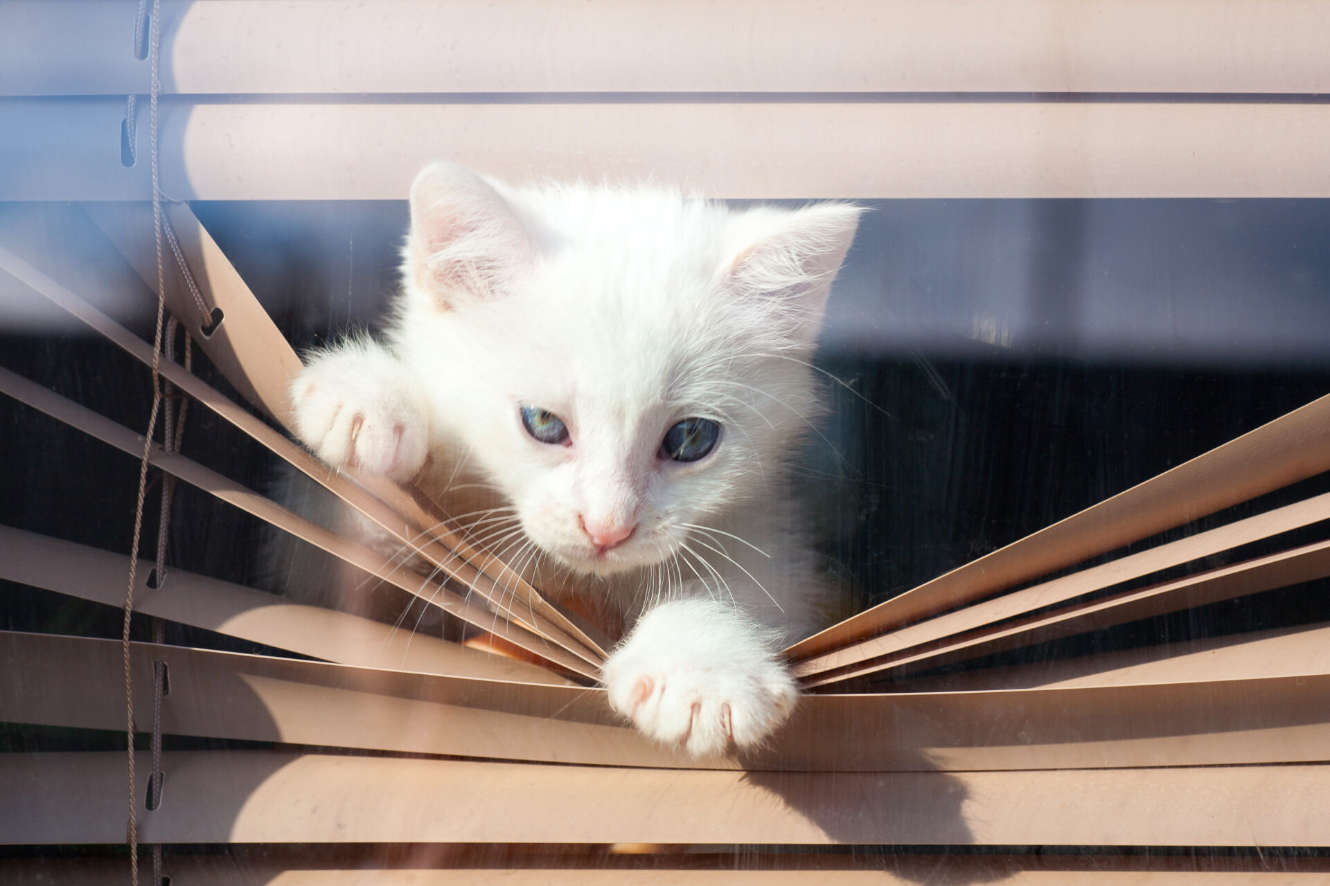 Small white kitten climbing in the window blinds bending the aluminum. Wholesale Blind Factory