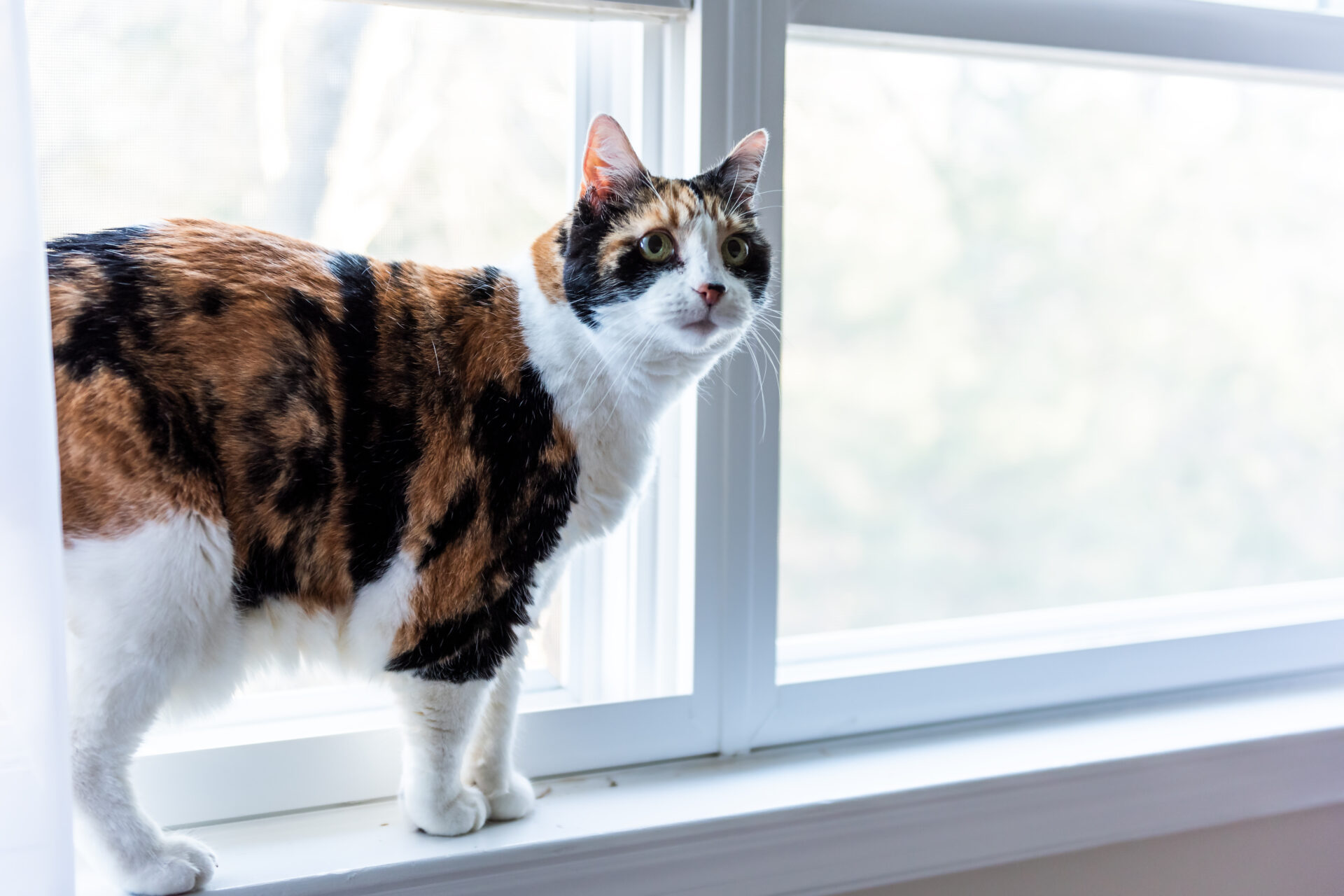 Cat standing next to raised window blinds inside room. Wholesale Blind Factory.
