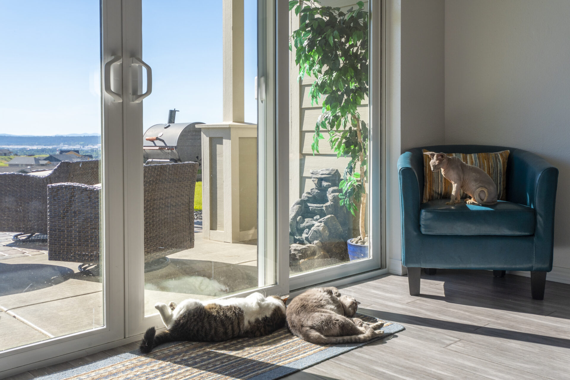 Three cats lounge in the sun in with window blinds raised. Wholesale Blind Factory